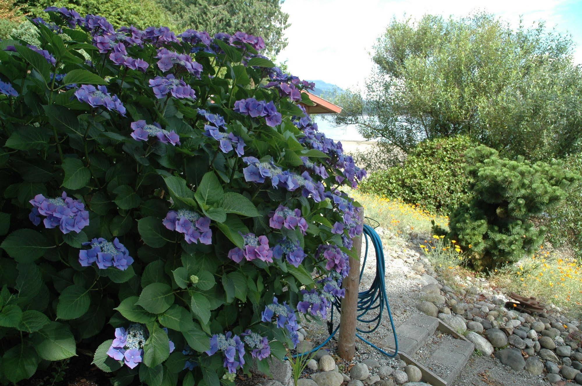 At The Shore Bed And Breakfast Sechelt Zewnętrze zdjęcie