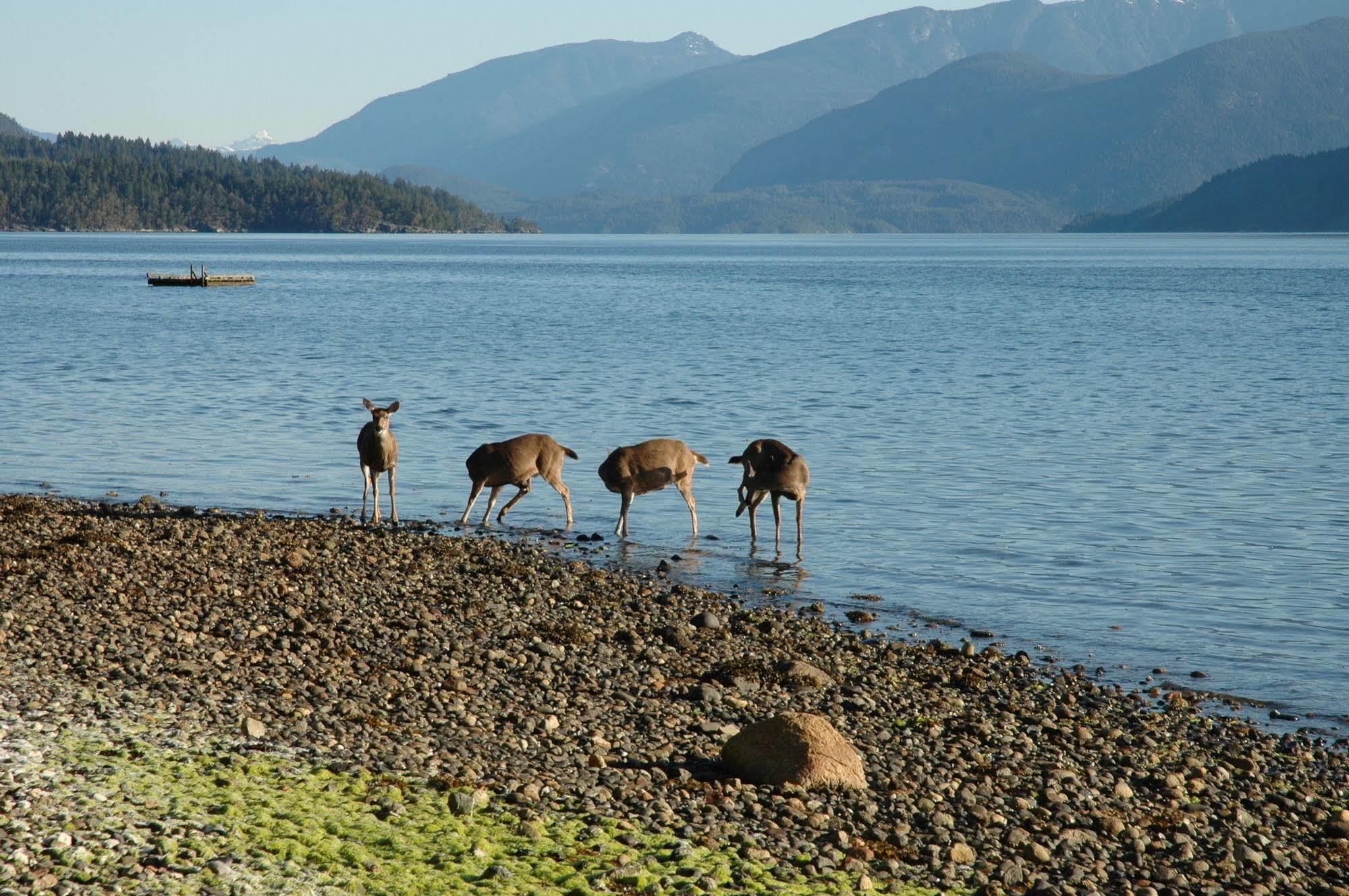 At The Shore Bed And Breakfast Sechelt Zewnętrze zdjęcie