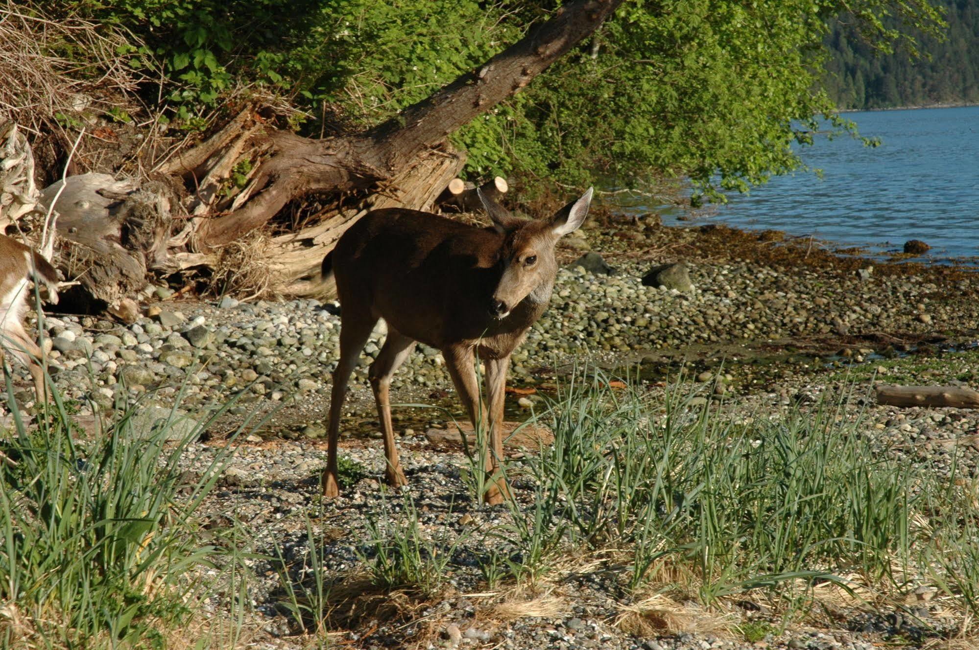 At The Shore Bed And Breakfast Sechelt Zewnętrze zdjęcie